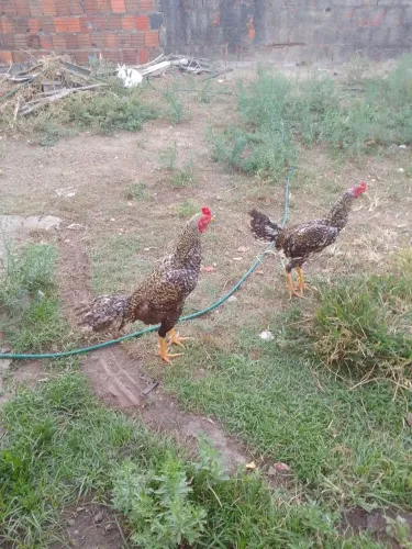 Galos gordos