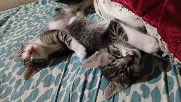 Gatinhos machos pra adoção responsável