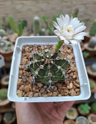 Gymnocalycium mihanovichi