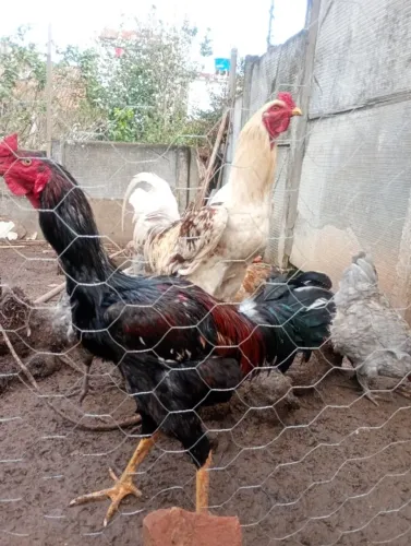 Animais