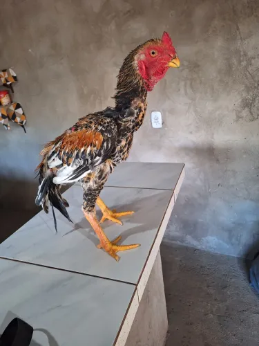 Frango bicu curto