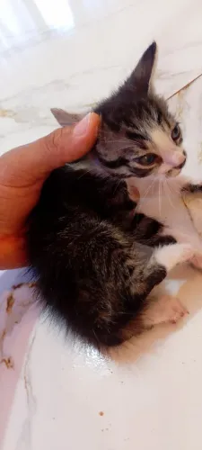 Gatos para doação