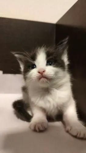 Lindos filhotes Maine coon 