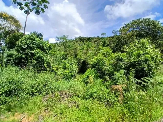 Sitio para venda possui 31 hectares em Área Rural de Biguaçu - Biguaçu - SC