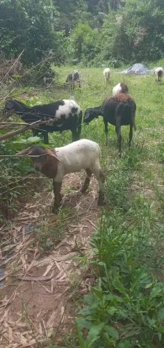 Ovelhas e carneiro