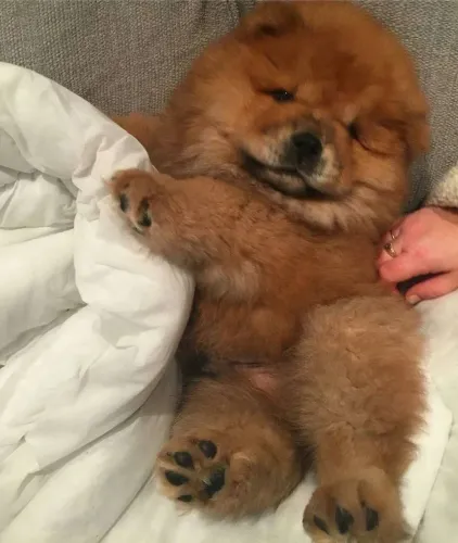 Filhotes De Chow Chow - Seus Melhores Momentos Estão Prestes A Começar