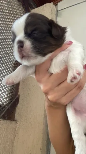Shih tzu fêmea 