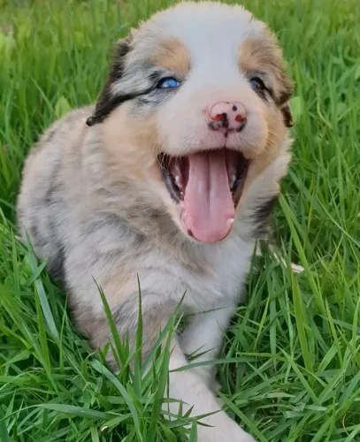 Border collie filhotes c/ pedigree Cbkc e pais testados!