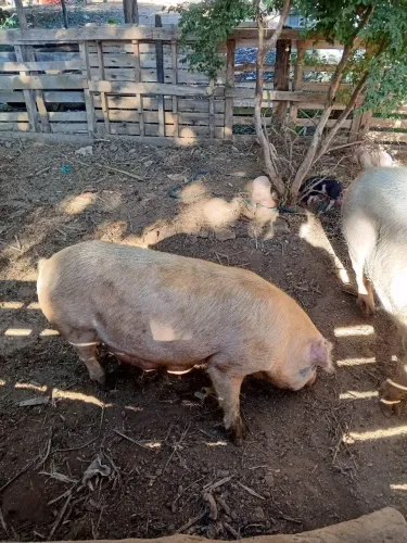 PORCA MATRIZ.
