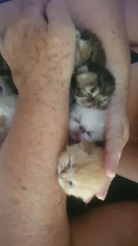 Filhotes de gatos persa exótico