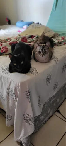 Adoção responsável de 2 gatos