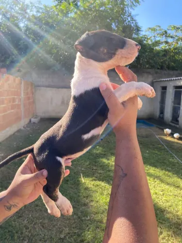 Bull Terrier 