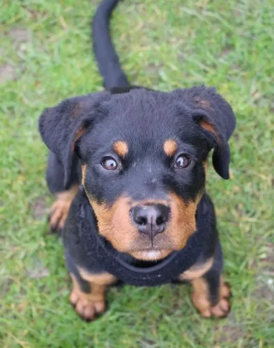 Mais que um cão de guarda: um membro da família. Conheça nossos Rottweilers!