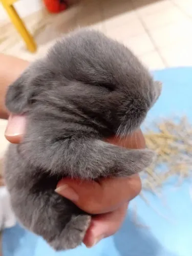 Filhotes de coelho mini lop uruguaio.  A partir de 250$