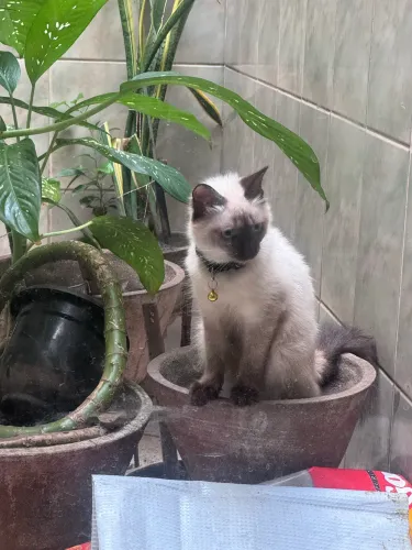 Animais