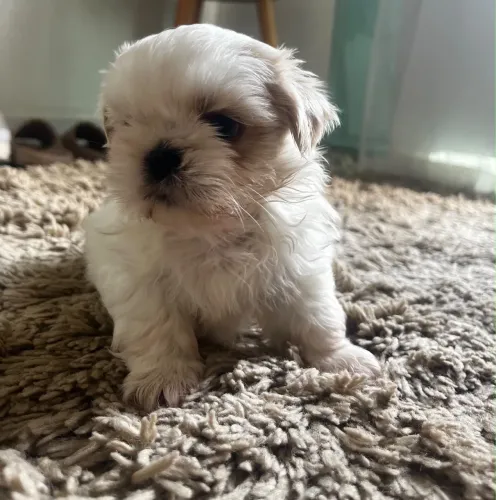 Filhote Shih Tzu 