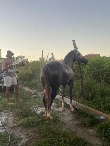 Égua a venda 