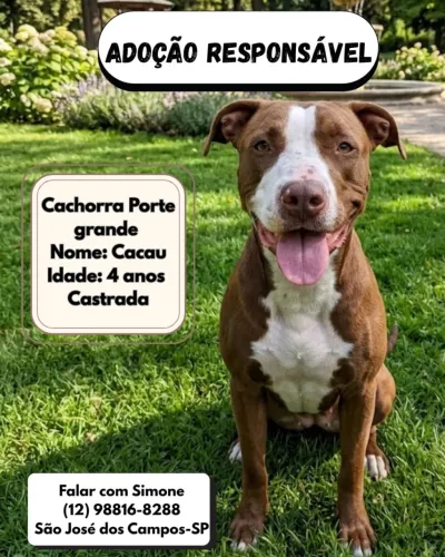 Pitbull fêmea de quatro anos não castrada