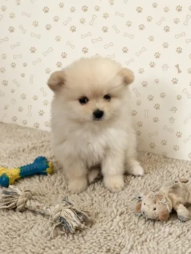 Spitz bebê fêmea cor creme
