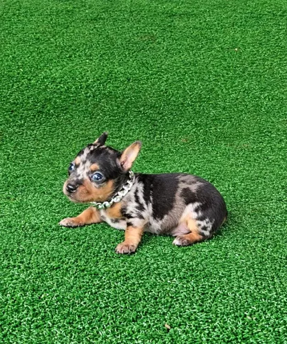 Pinscher exótico alecrim Merlin cromo