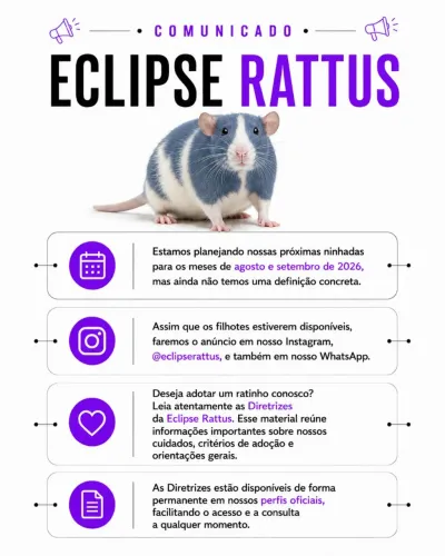 Filhotes de Rato Twister (Fancy Rat) 2026 | Reservas em Breve