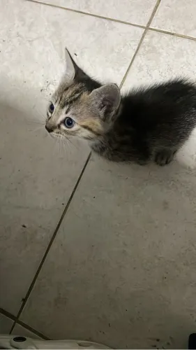 Gato para doação