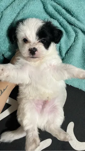 Vendo filhote poodle