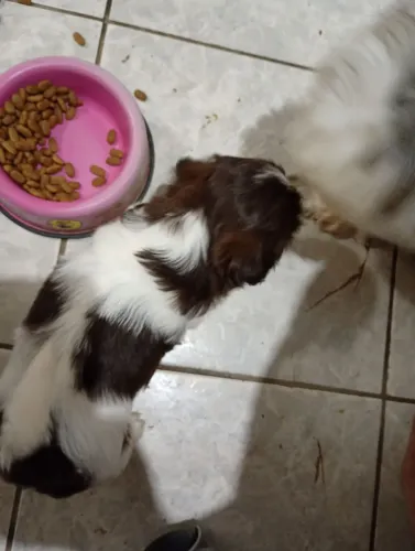 Filhotes de shih Tzu legítimos a pronta entrega, temos loja física ZAP *