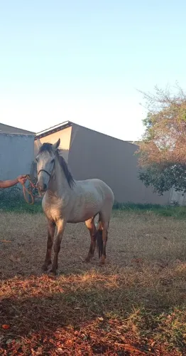 Cavalo
