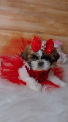 Shih tzu mini fêmea