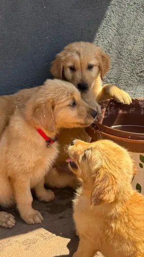 Filhotes De Golden Retriever Disponível 