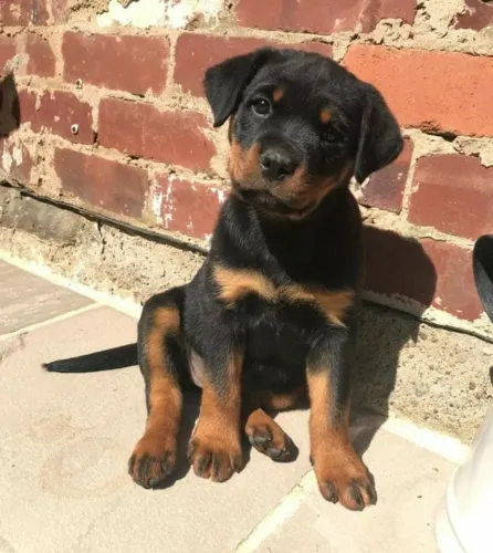 Rottweiler fêmea