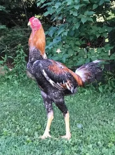 Galo Índio