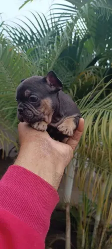 Pug