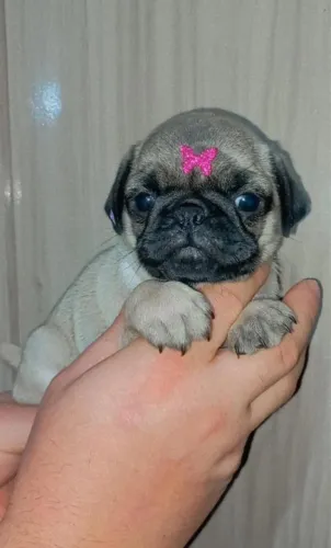 Pug Abricot 