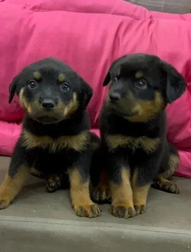   ROTTWEILER X DOBERMAN OTIMOS PARA GUARDA E COMPANHIA 
