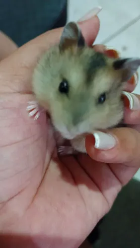 Ramister Anão russo,desmandos,independentes e saudáveis! 