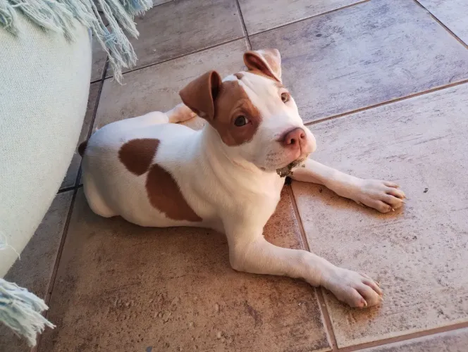 filhotes pit bull