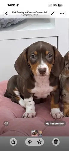 Dachshund Piebald (salsicha)  fêmea 