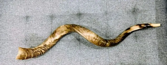 Shofar de antílope Israel