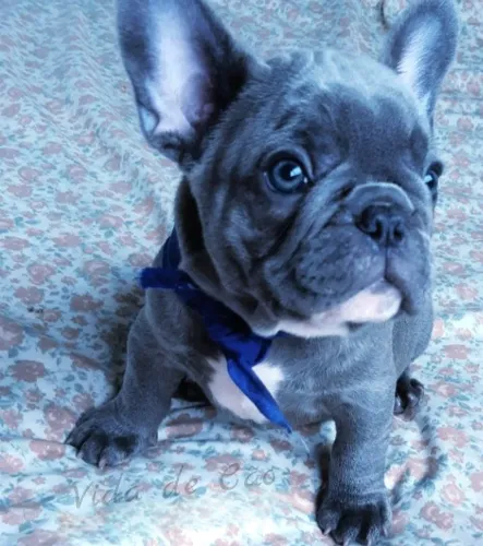 Buldogue Frances