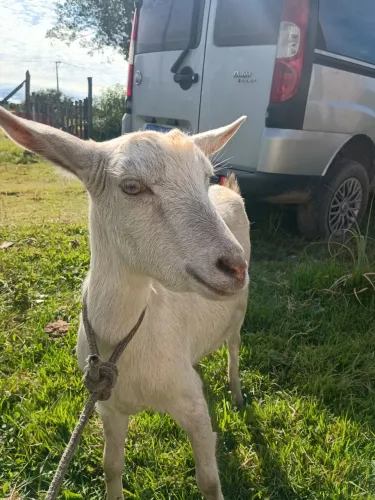 Vendo casal de cabritos raça saanen
