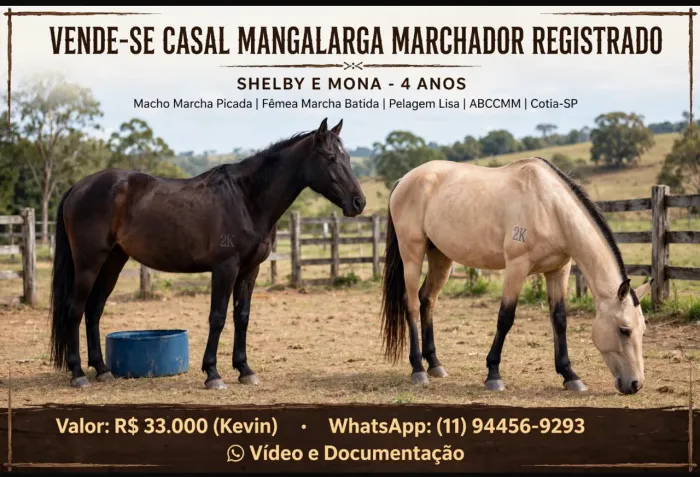 Cavalos Mangalarga