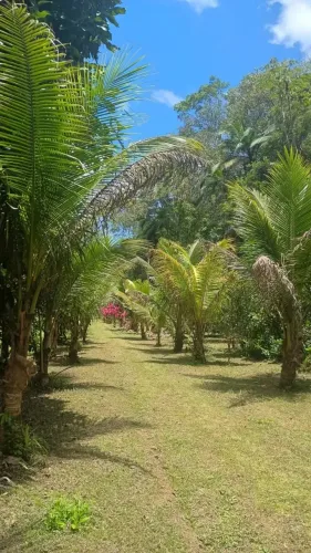 Lindo Sítio em Peruíbe com 5 Alquires!