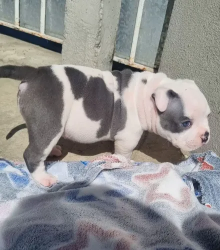 American Bully Fêmea
