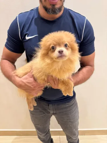 Spitz Alemão