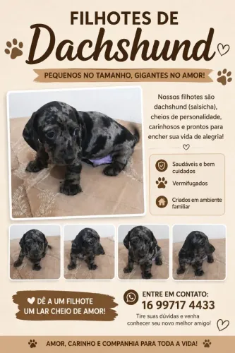 Filhotes de dachshund araraquara