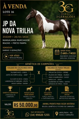 Garanhão pampa de preto cavalo