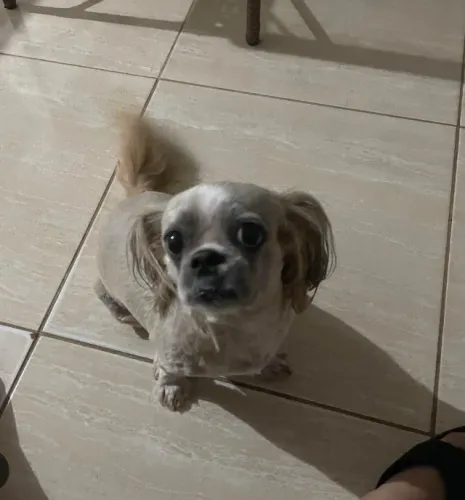 Cachorro