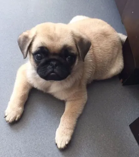 Pug Filhote  Vacinado